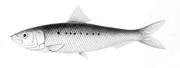 Image of Sardinops