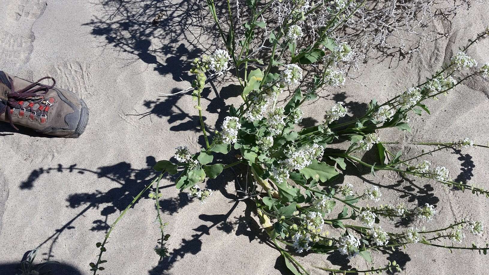 Image of California shieldpod