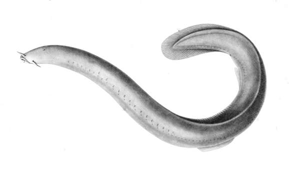 Image of Chilean Hagfish