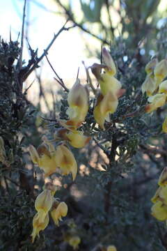 Image of Wiborgia sericea Thunb.