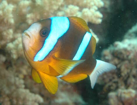 Image of Barrier Reef Anemonefish