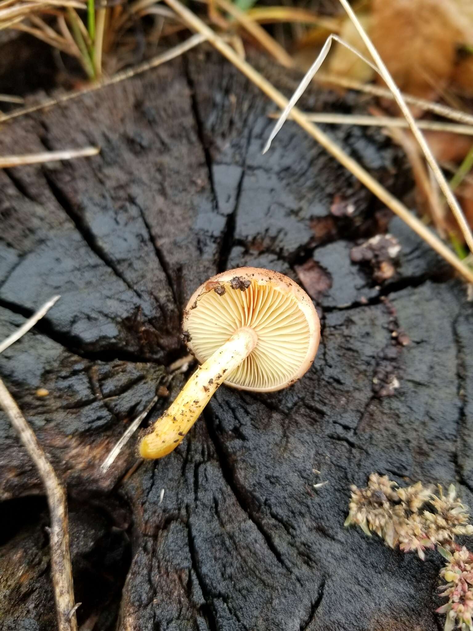 Image of Gymnopilus luteofolius (Peck) Singer 1951