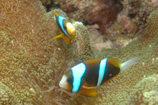 Image of Barrier Reef Anemonefish