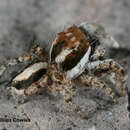 صورة Habronattus conjunctus (Banks 1898)