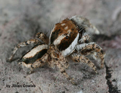 Image of Habronattus conjunctus (Banks 1898)