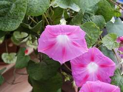 Image of tall morning-glory