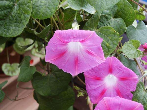 Image of tall morning-glory