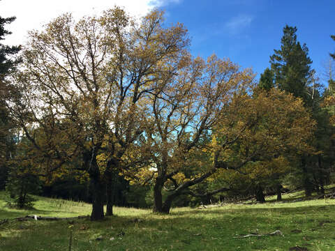 Image de Quercus gambelii Nutt.