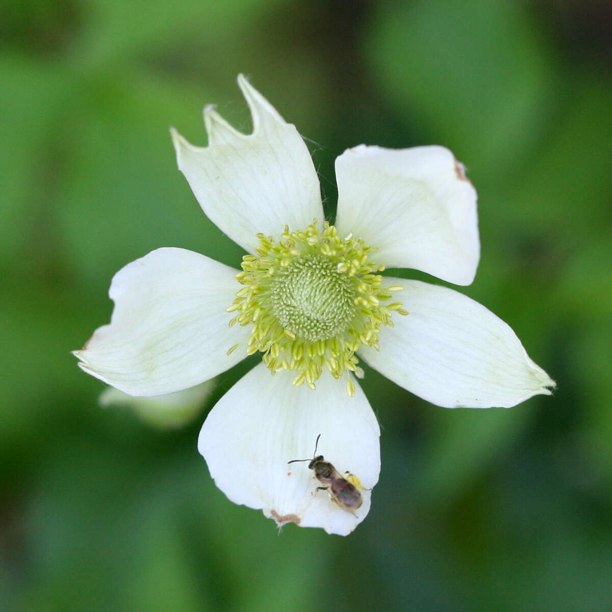 Image of tall thimbleweed