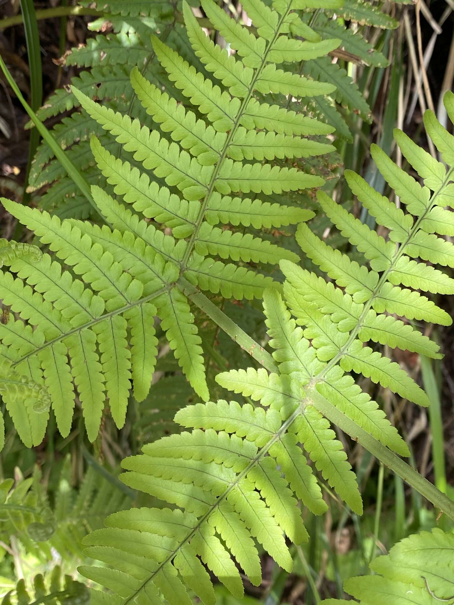 Image of Dryopteris aitoniana Pic. Serm.