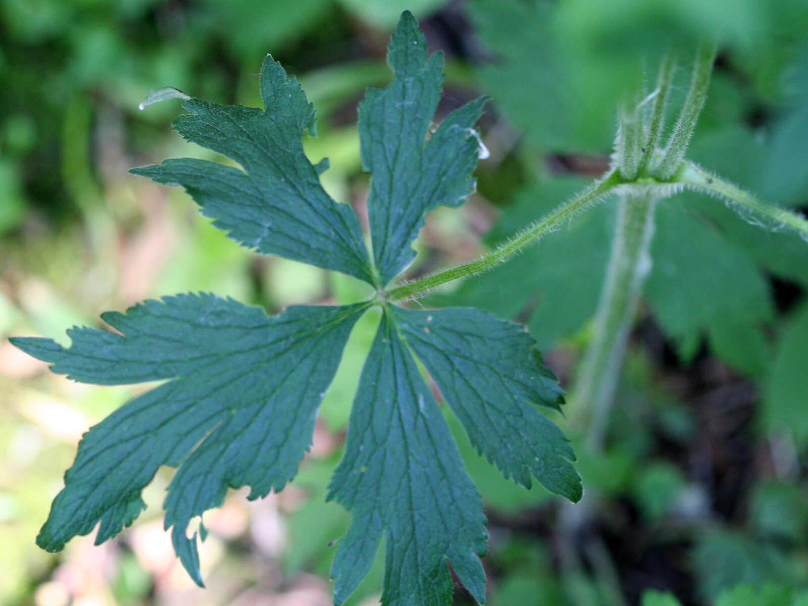 Image of tall thimbleweed