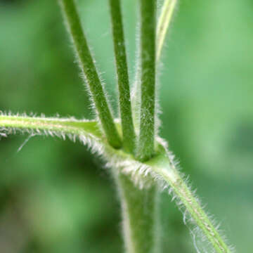 Image of tall thimbleweed