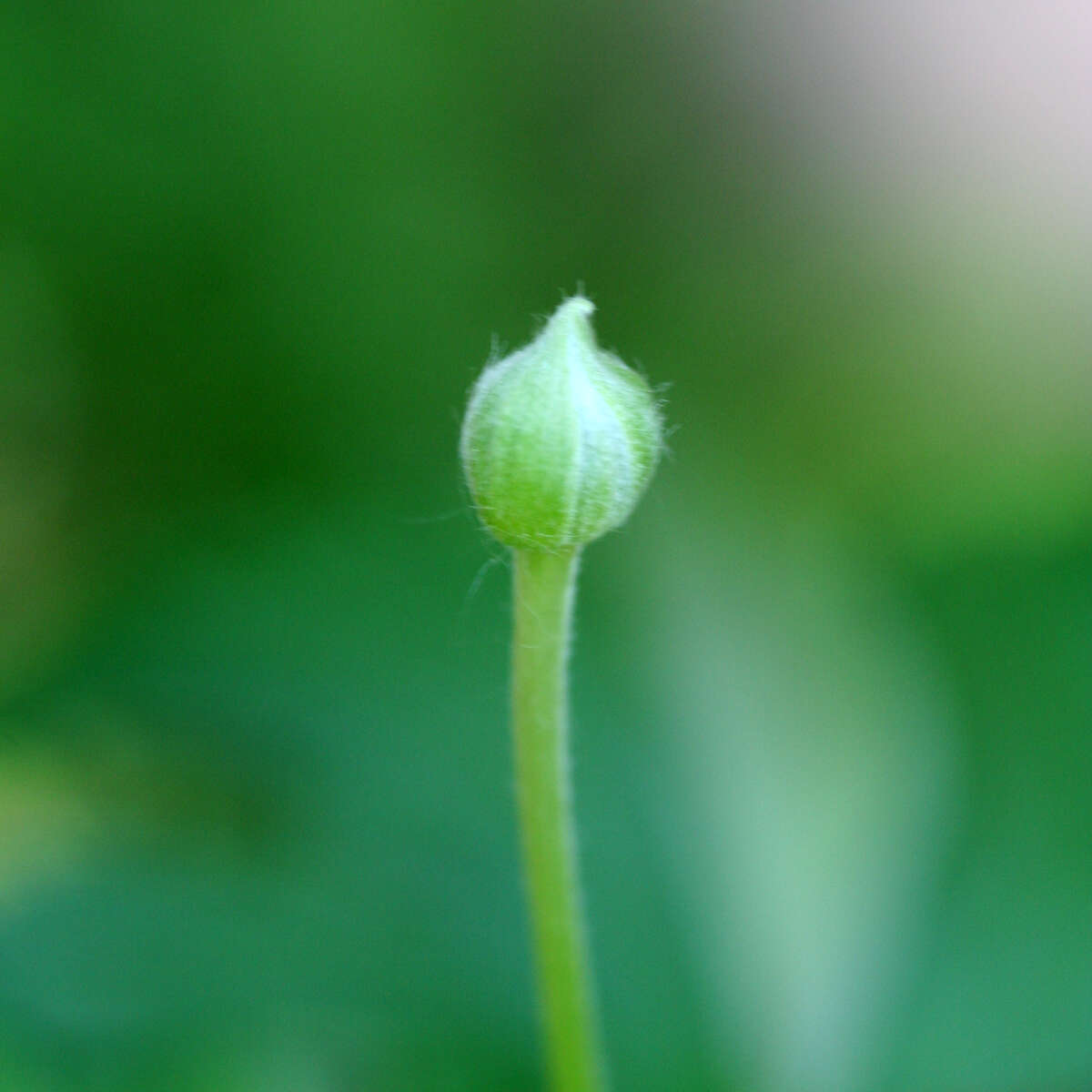 Image of tall thimbleweed