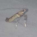 Image of Boxelder Leafroller Moth