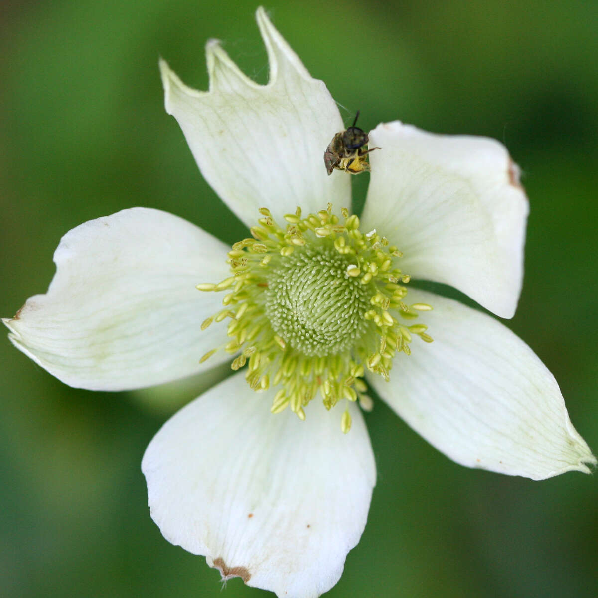 Image of tall thimbleweed