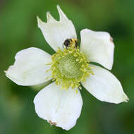 Image of tall thimbleweed