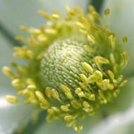 Image of tall thimbleweed