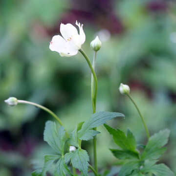 Image of tall thimbleweed