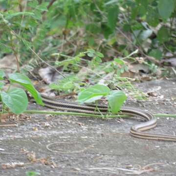 Image of Mexican Patchnose snake