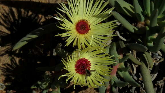 Image of Cephalophyllum pillansii L. Bol.