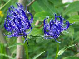 Image of Round-headed Rampion