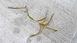 Image of Blunt-leaved Pondweed