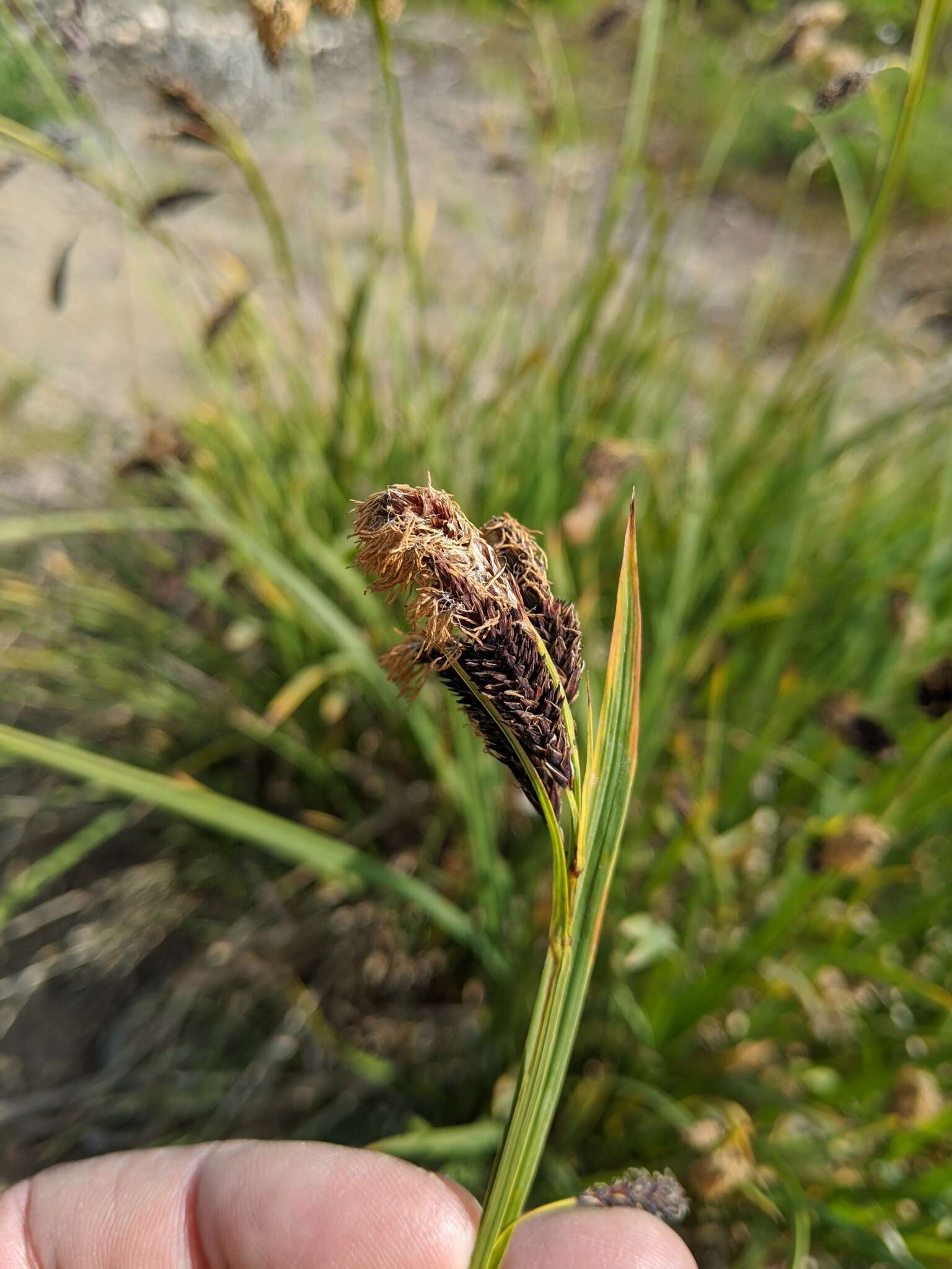 Image of Northwestern Showy Sedge