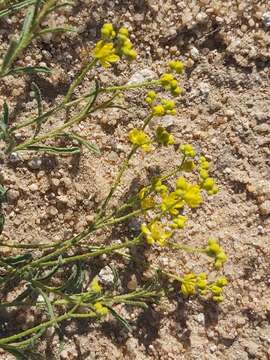 Image of Haplophyllum tuberculatum (Forsk.) Ad. Juss.