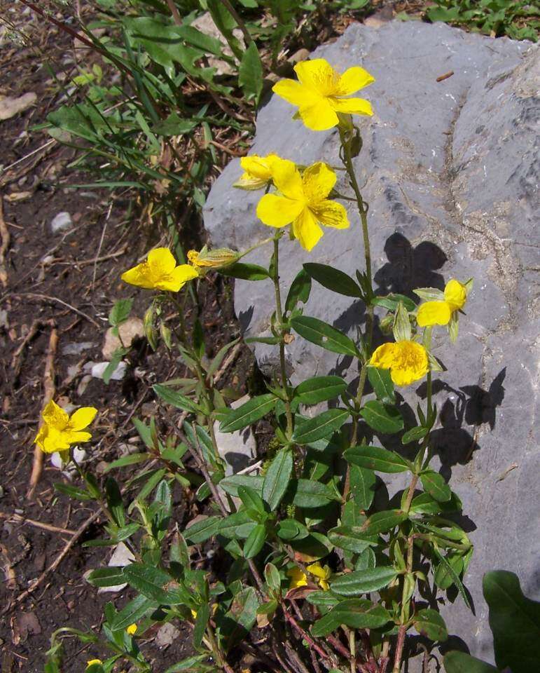 Image of Common Rock-rose