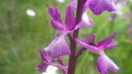 Image of Anacamptis alata (Fleury) H. Kretzschmar, Eccarius & H. Dietr.