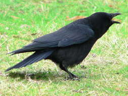 Image of American Crow