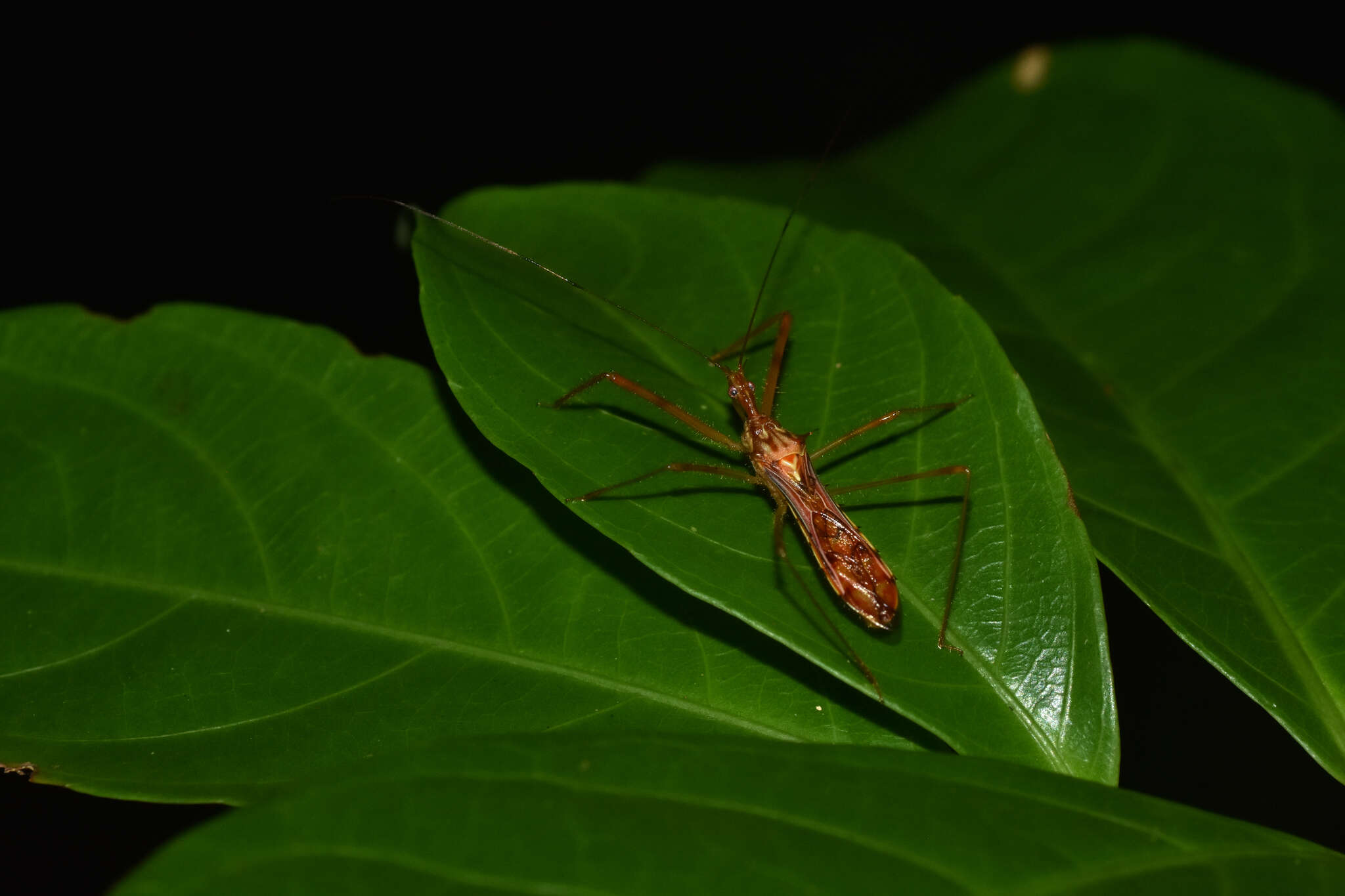 Image of Ricolla carayoni Bérenger 2007