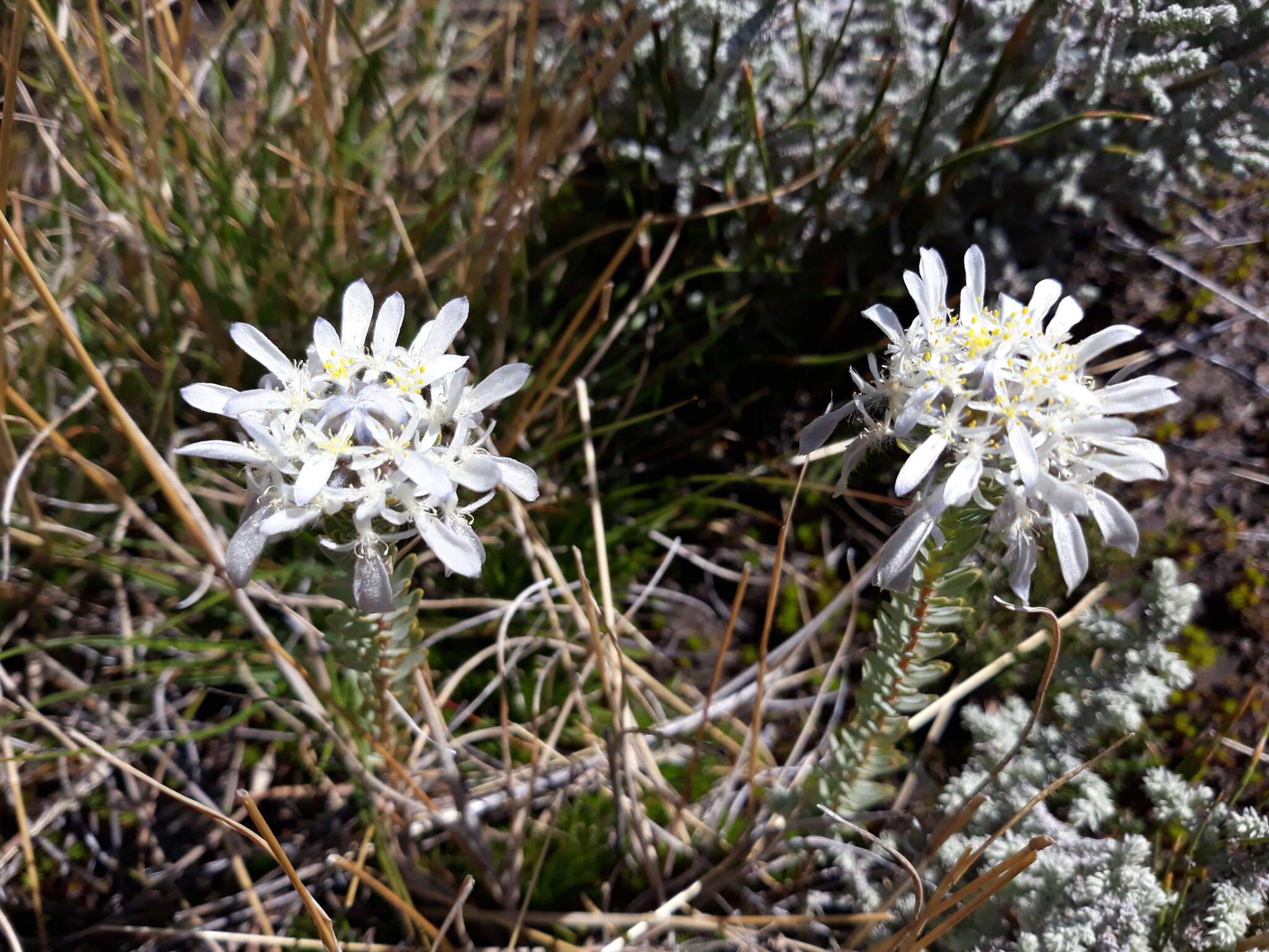 Image of Lachnaea filamentosa (Thunb.) Meissn.