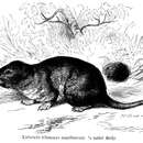 صورة Ctenomys magellanicus Bennett 1836