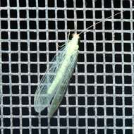 Image of Goldeneyed Lacewing