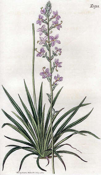 Image of Stylidium graminifolium Sw. ex Willd.