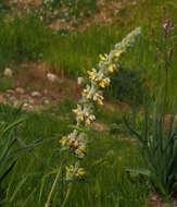 Sivun Phlomoides laciniata (L.) Kamelin & Makhm. kuva