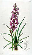 Image de Stylidium graminifolium Sw. ex Willd.