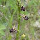 Image de <i>Ophrys aghemanii</i>
