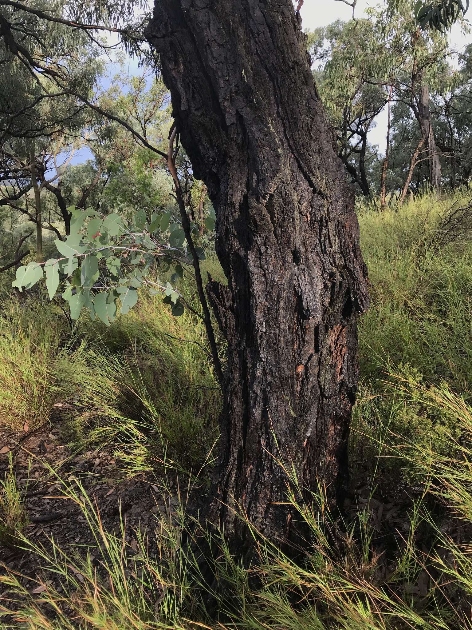 Image of Eucalyptus calidissima