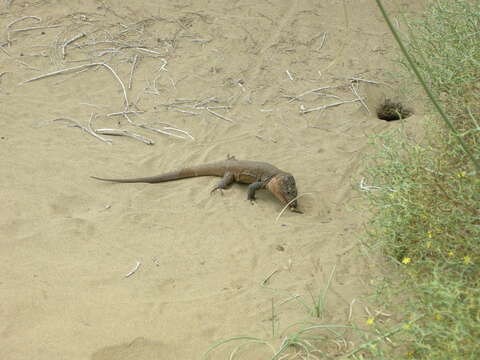 Image of Gran Canaria Giant Lizard