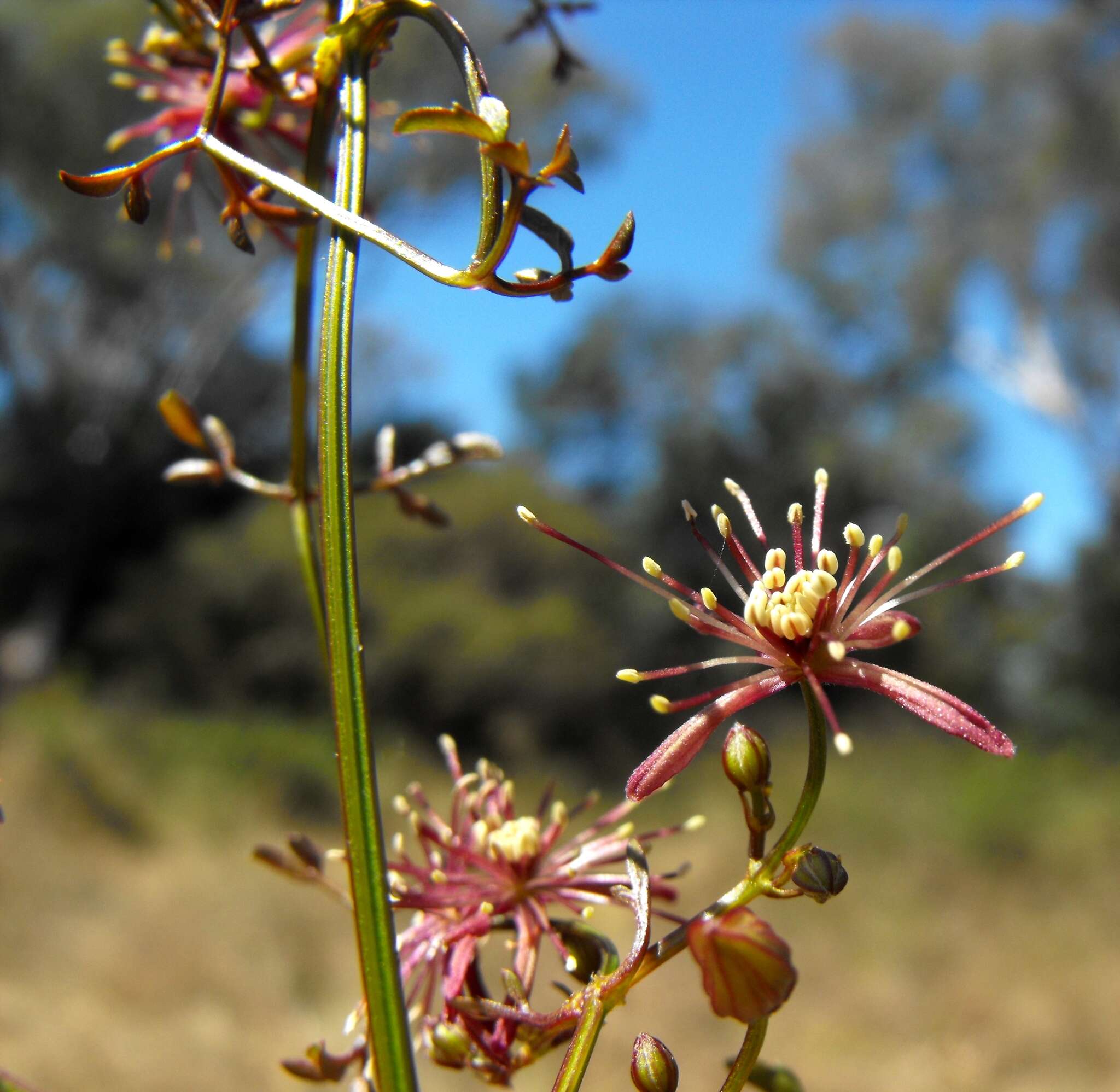 Image of Clematis fawcettii F. Müll.