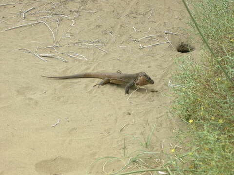 Image of Gran Canaria Giant Lizard