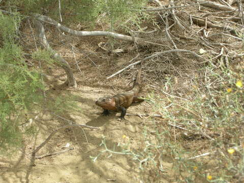 Image of Gran Canaria Giant Lizard