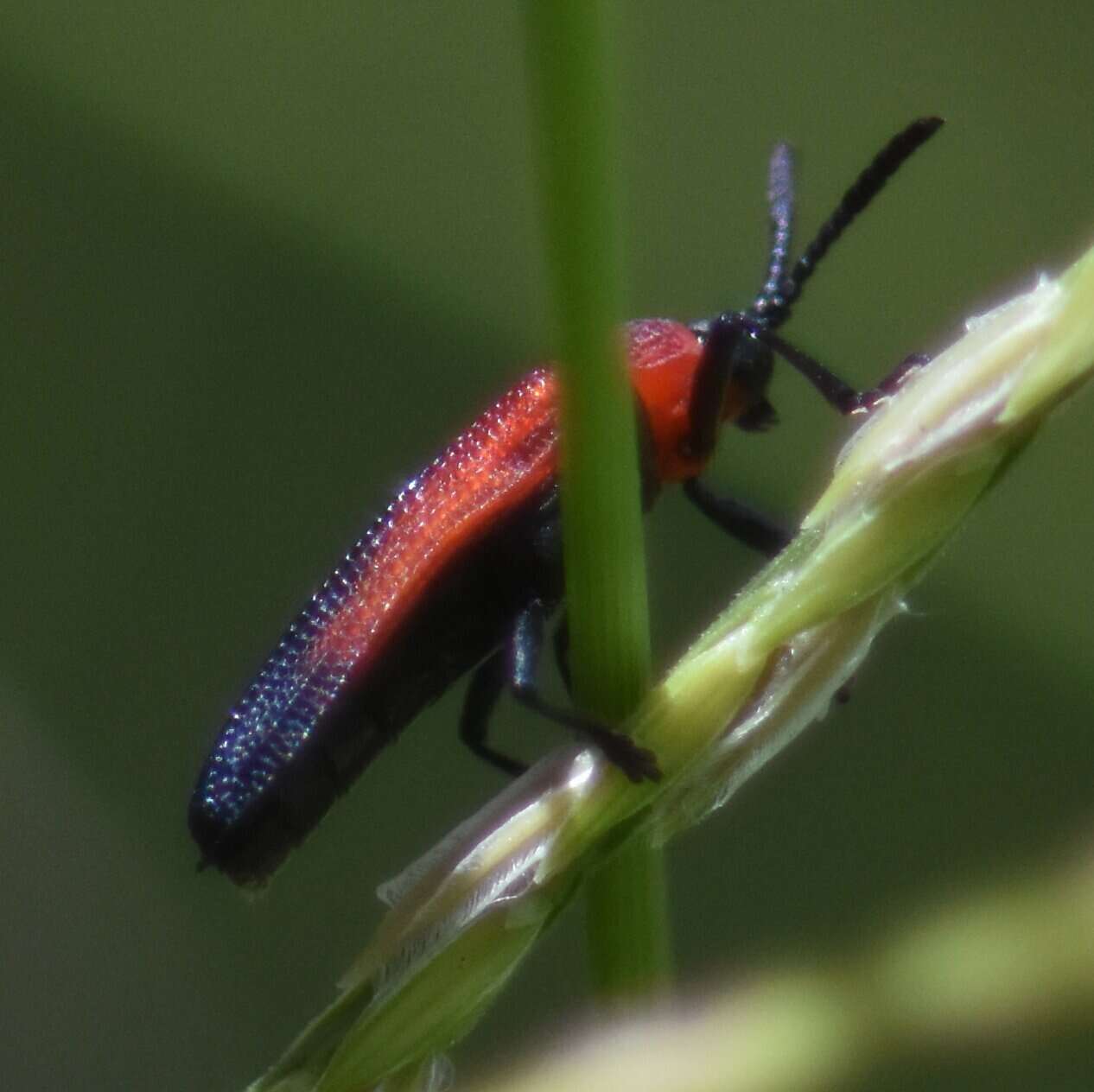 Plancia ëd Chalepus sanguinicollis (Linnaeus 1771)