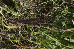 Plancia ëd Austroblechnum penna-marina subsp. alpina (R. Br.)