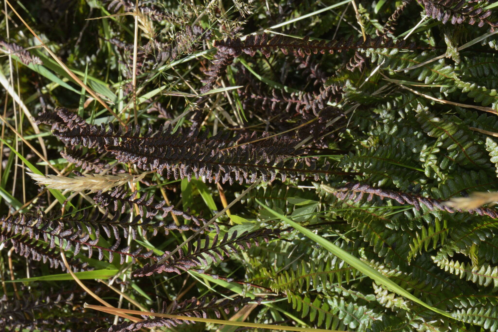 Image de Austroblechnum penna-marina subsp. alpina (R. Br.)