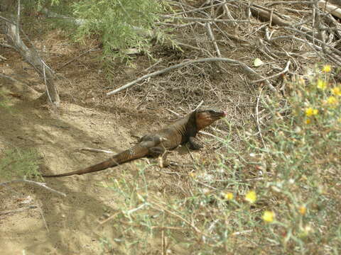 Image of Gran Canaria Giant Lizard