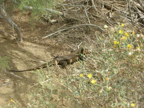 Image of Gran Canaria Giant Lizard