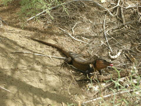 Image of Gran Canaria Giant Lizard